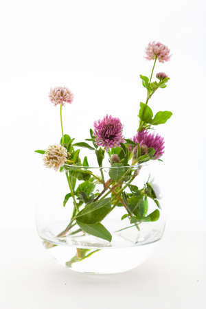 summer wild medical flowers and herbs in glass jar. alternative medicineの写真素材