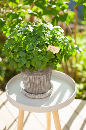 lemon balm (melissa) herb in flowerpot in gardenの写真素材