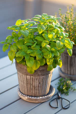 lemon balm (melissa) and thyme herb in flowerpot on balcony, urban container garden conceptの写真素材