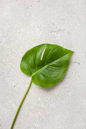 monstera leaf tropical plant on gray backgroundの写真素材