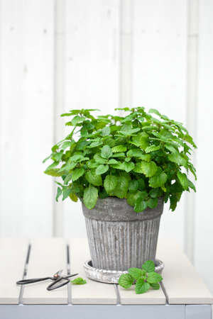 lemon balm (melissa) herb in flowerpot on balcony, urban container garden conceptの写真素材