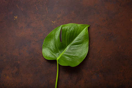 monstera leaf tropical plant on dark backgroundの写真素材