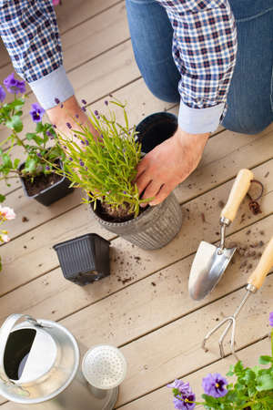 man gardener planting pansy, lavender flowers in flowerpot in garden on terraceの写真素材