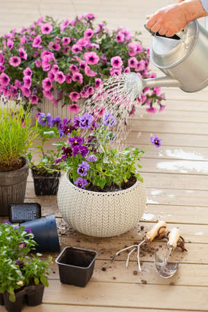 man gardener planting watering pansy flowers in gardenの写真素材