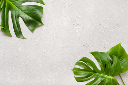 monstera leaf tropical plant on gray backgroundの写真素材