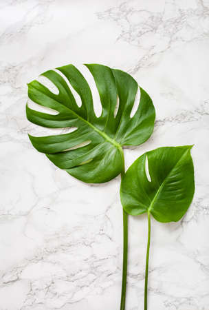 monstera leaf tropical plant on gray marble backgroundの写真素材
