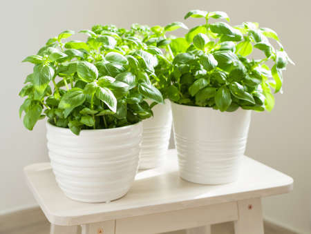 fresh basil and parsley herb in flowerpotの写真素材