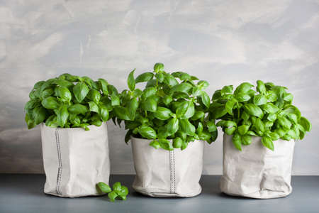 fresh basil herb in paper potの写真素材