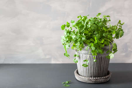 fresh cilantro herb in flowerpotの写真素材