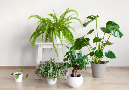 houseplants fittonia, monstera, nephrolepis and ficus microcarpa ginseng in white flowerpotsの写真素材