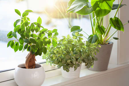 green houseplants fittonia, monstera and ficus microcarpa ginseng in white flowerpots on windowの写真素材