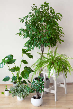 houseplants ficus benjamina, fittonia, monstera, nephrolepis and ficus microcarpa ginseng in flowerpotsの写真素材