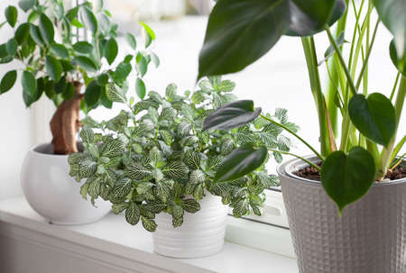 green houseplants fittonia, monstera and ficus microcarpa ginseng in white flowerpots on windowの写真素材
