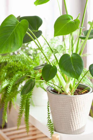 green houseplants nephrolepis and monstera in white flowerpots on windowの写真素材