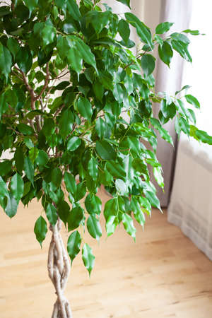 ficus benjamina large green houseplant with long braided stemの写真素材