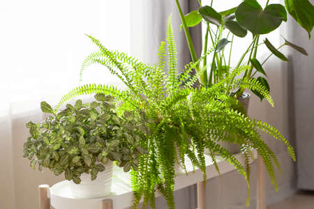 green houseplants fittonia, nephrolepis and monstera in white flowerpots on windowの写真素材