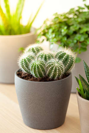 green houseplants cactus succulent aloe vera, gasteria duval, pilea depressa, parodia warasiiの写真素材