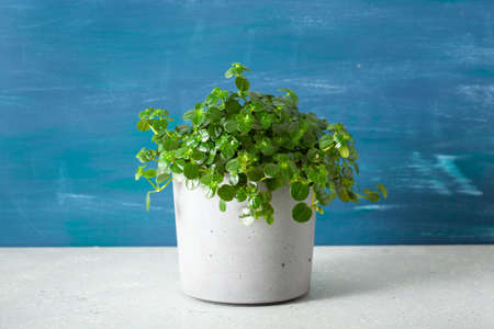 green houseplant pilea depressa in concrete flowerpotの写真素材