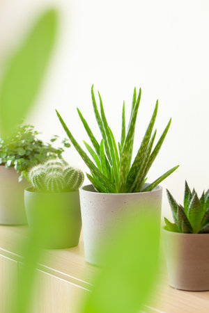 green houseplants cactus succulent aloe vera, gasteria duval, pilea depressa, parodia warasiiの写真素材