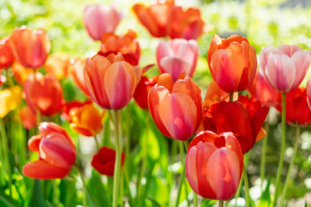 beautiful red and pink tulip flowers in gardenの写真素材