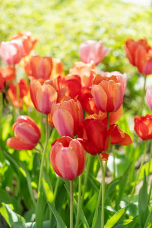 beautiful red and pink tulip flowers in gardenの写真素材