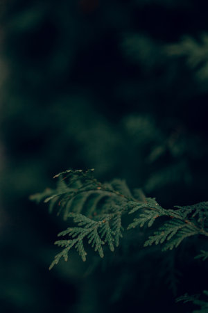 dark moody evergreen thuja tree background