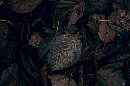 dark moody faded autumn leaf background, brown fall plants decay