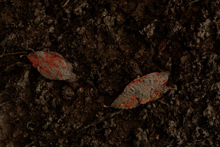dark muddy road background with tire traces, dirty ground and autumn leavesの写真素材
