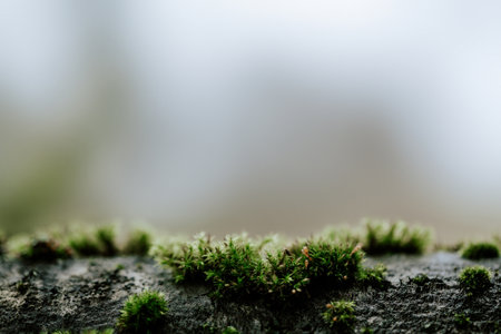 dark moody tree with moss background textureの写真素材