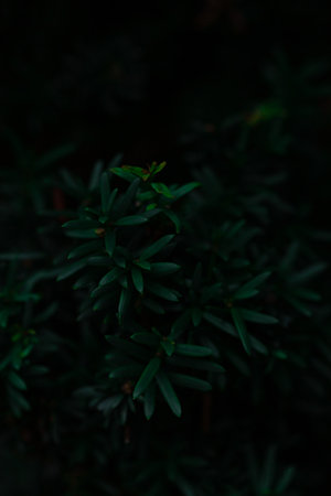 dark moody evergreen tree backgroundの写真素材