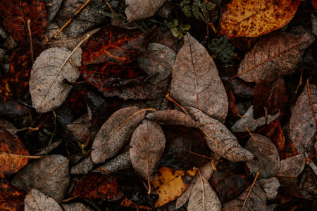 dark moody faded autumn leaf background, brown fall plants decayの写真素材