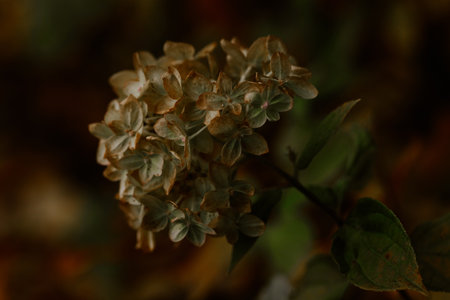 dark moody faded autumn flower, brown fall plants decay