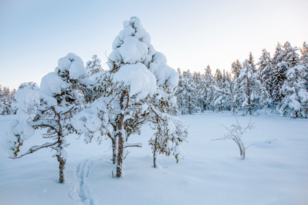 beautiful winter landscape snow treeの写真素材