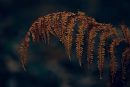 dark moody faded autumn leaf background, brown fall plants decayの写真素材