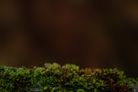 dark moody tree with moss background textureの写真素材