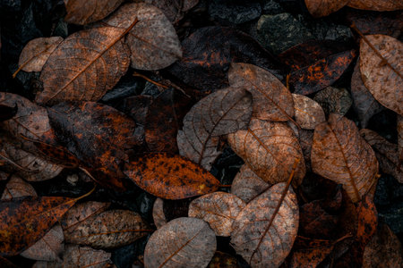 dark moody faded autumn leaf background, brown fall plants decayの写真素材