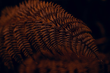 dark moody faded autumn leaf background, brown fall plants decay
