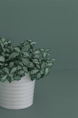 houseplant fittonia albivenis in white flowerpotの写真素材