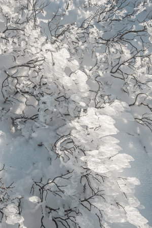 abstract winter iced plants snow backgroundの写真素材
