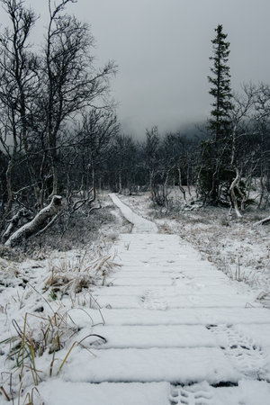 dark moody foggy landscape, path in Norwegian mountain to the top of Rogneの写真素材