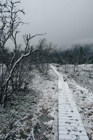 dark moody foggy landscape, path in Norwegian mountain to the top of Rogneの写真素材