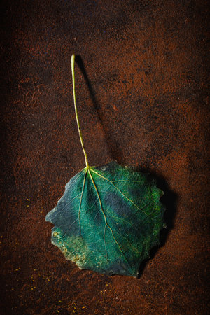 dark moody faded green autumn leaf background, fall decayの写真素材