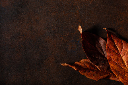 dark moody faded brown autumn leaf background, fall decayの写真素材