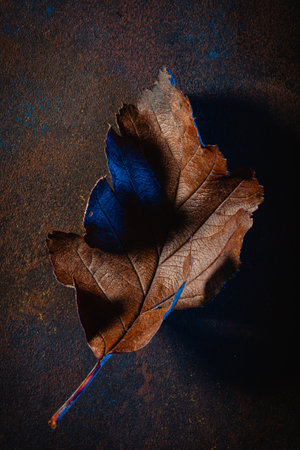 dark moody faded brown and blue autumn leaf background, fall decayの写真素材