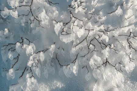 abstract winter iced plants snow backgroundの写真素材