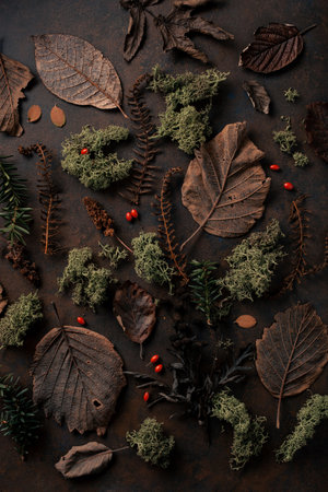 dark moody faded autumn leaf and moss background, brown fall plants decayの写真素材