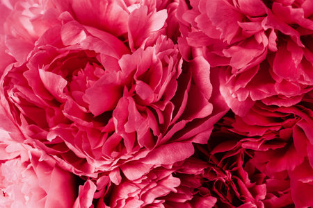 2023 color Viva Magenta, beautiful pink peony flower backgroundの写真素材