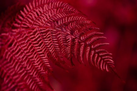 2023 color Viva Magenta, dark moody faded autumn leaf background, brown fall plants decayの写真素材