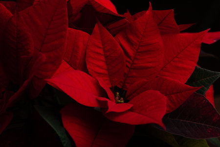 red poinsettia flower closeup on dark background, winter christmas conceptの写真素材