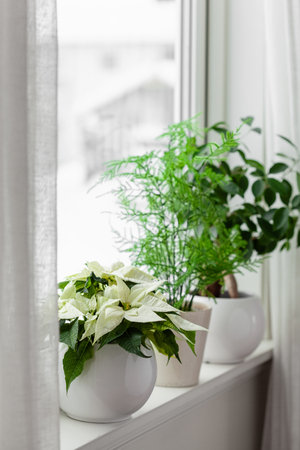white cozy window arrangement, winter christmas concept, poinsettia flowerの写真素材